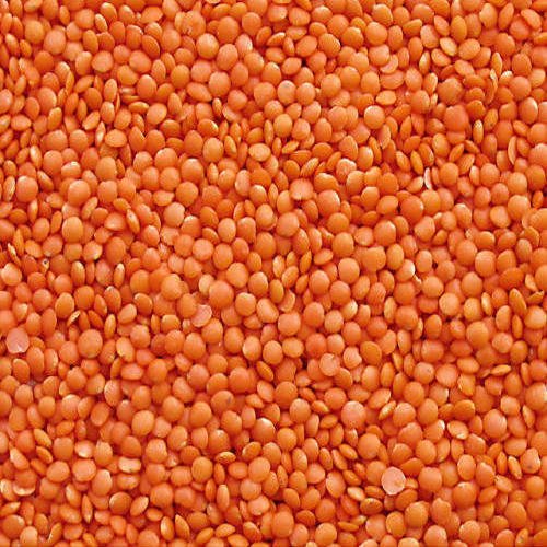 Masoor Dal / Red Lentil M.F.H.S Agro Private Limited